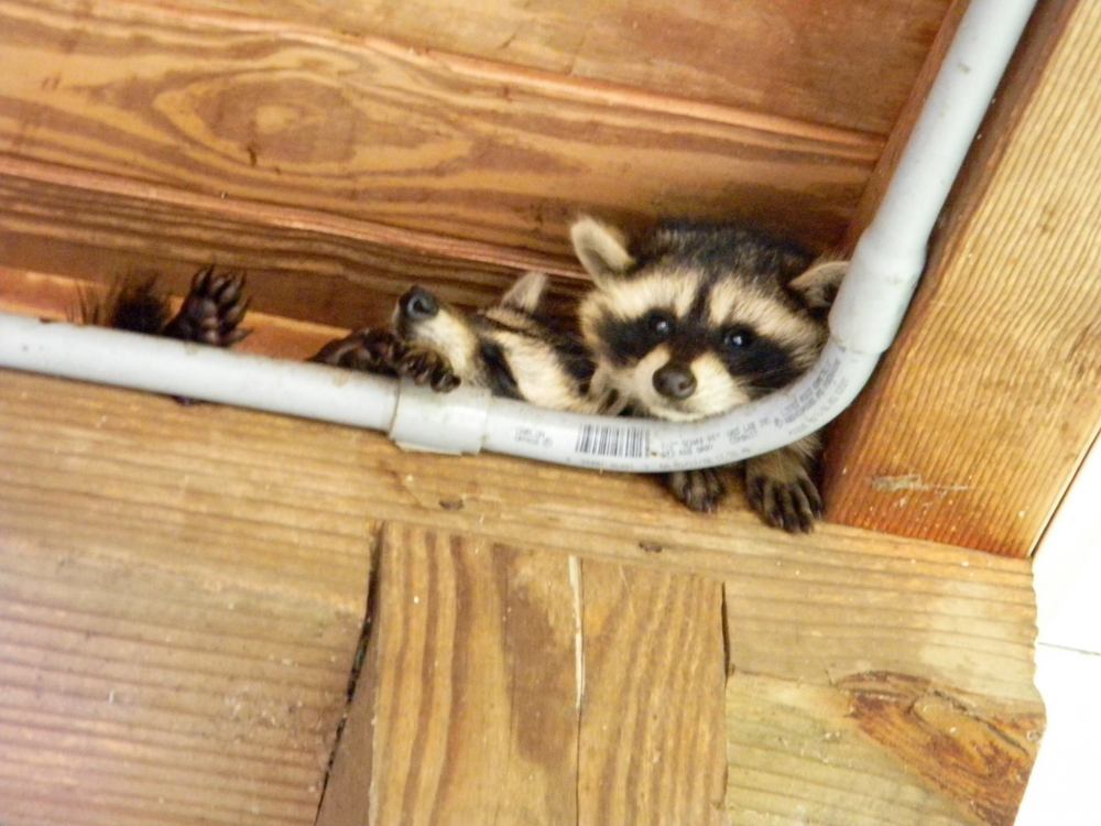 raccoons
