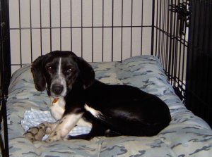 Pixie in her crate