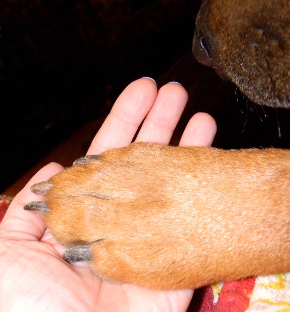 The hand that feeds me lots of treats!