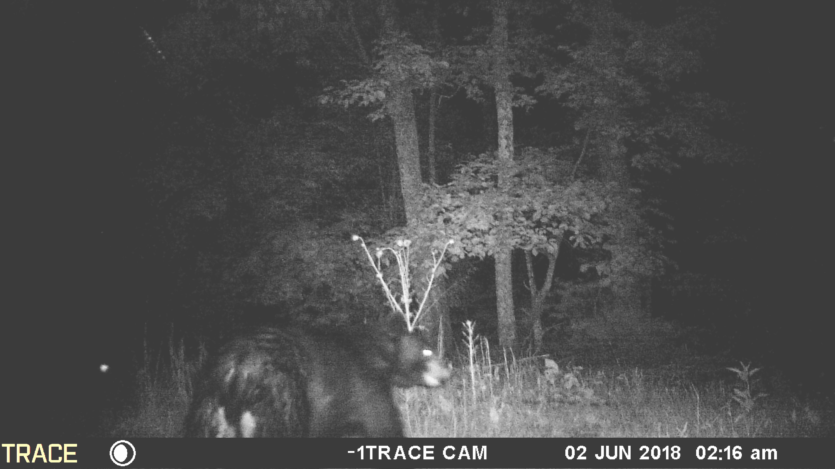 MOULTRIE TRACE PREMISE