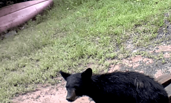 Screen Shot 2018-08-08 at 10.23.34 AM