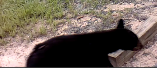 Screen Shot 2018-08-08 at 10.25.01 AM